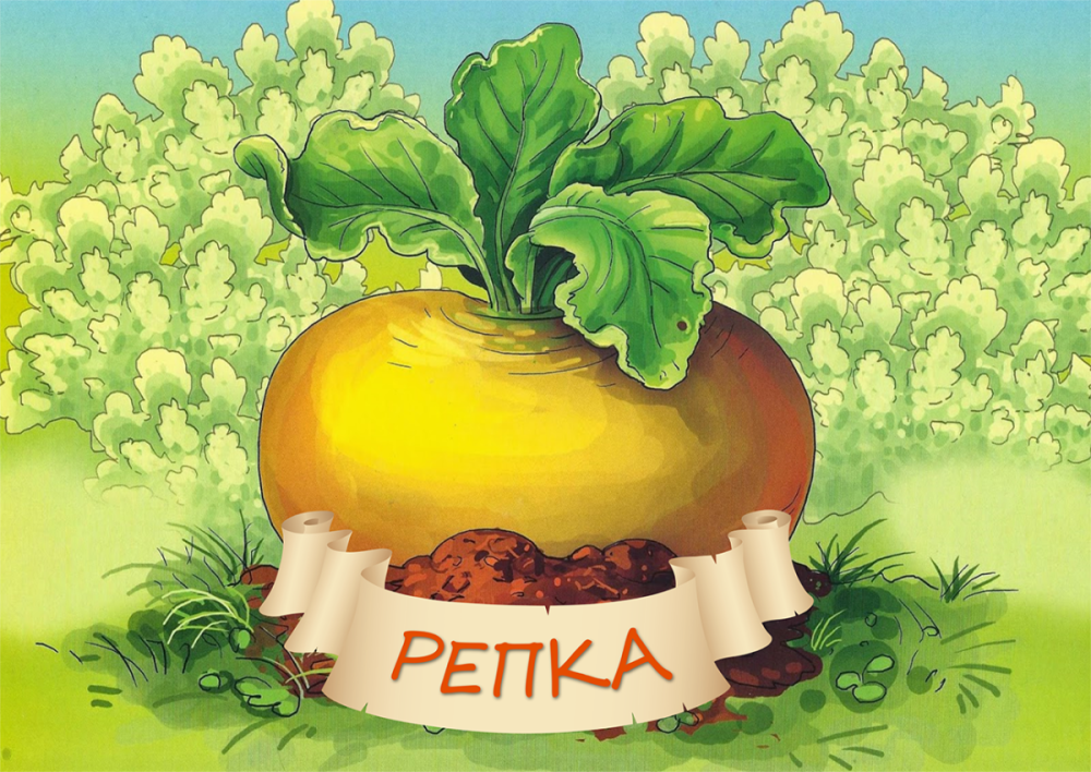 Репка овощ