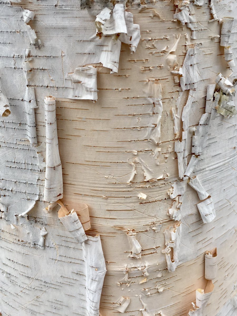 Берестяной свиток