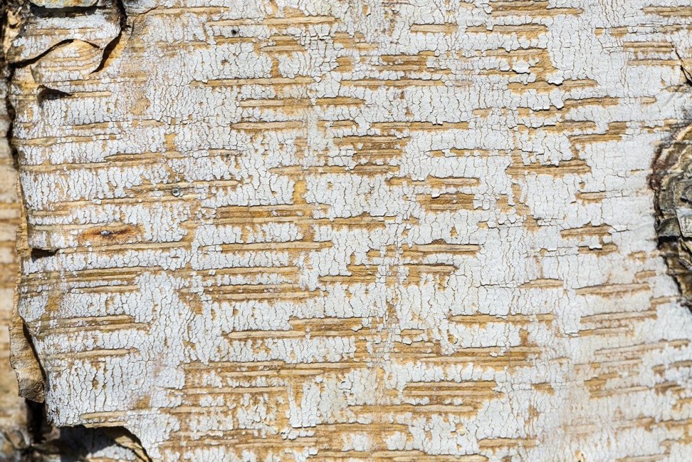 Фон береста Берёзовая кора