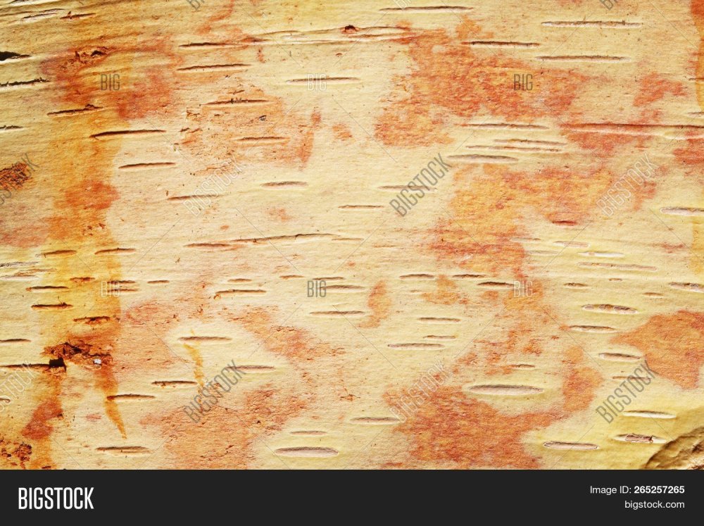 Фон в виде бересты