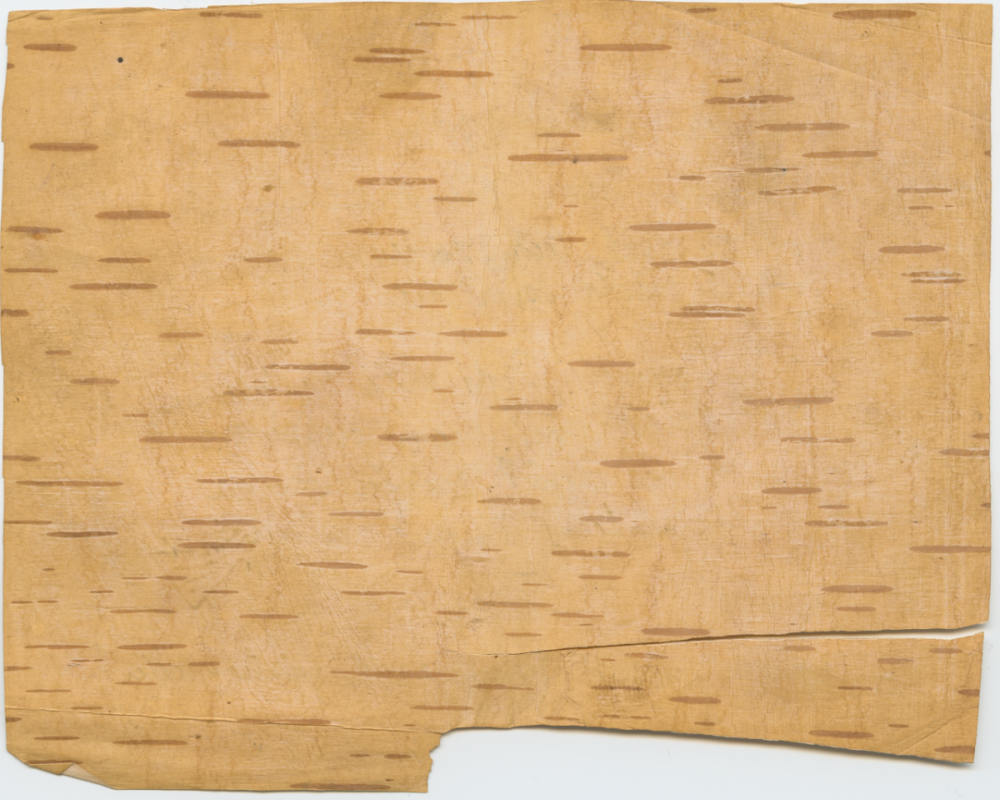 Берестяная кора