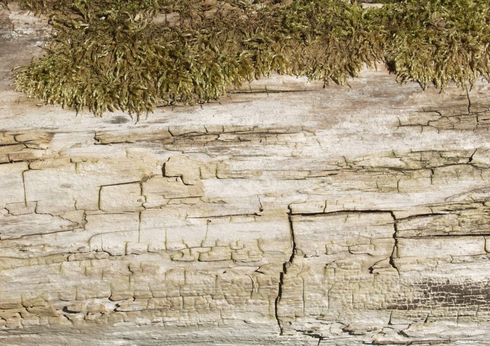 Фактура бересты