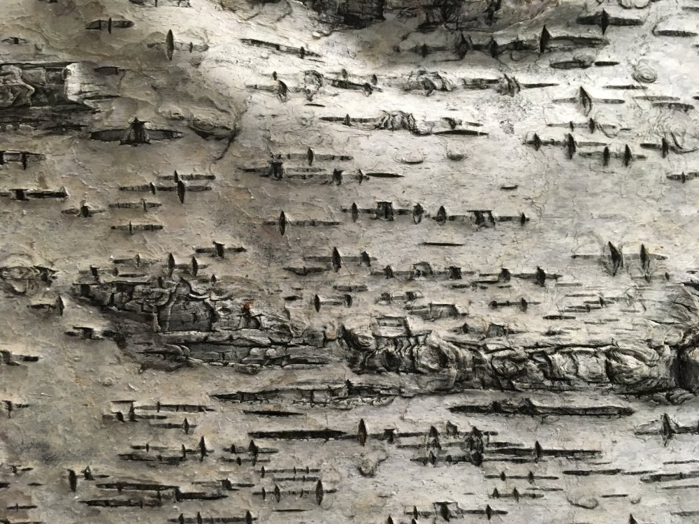 Березовая кора фон