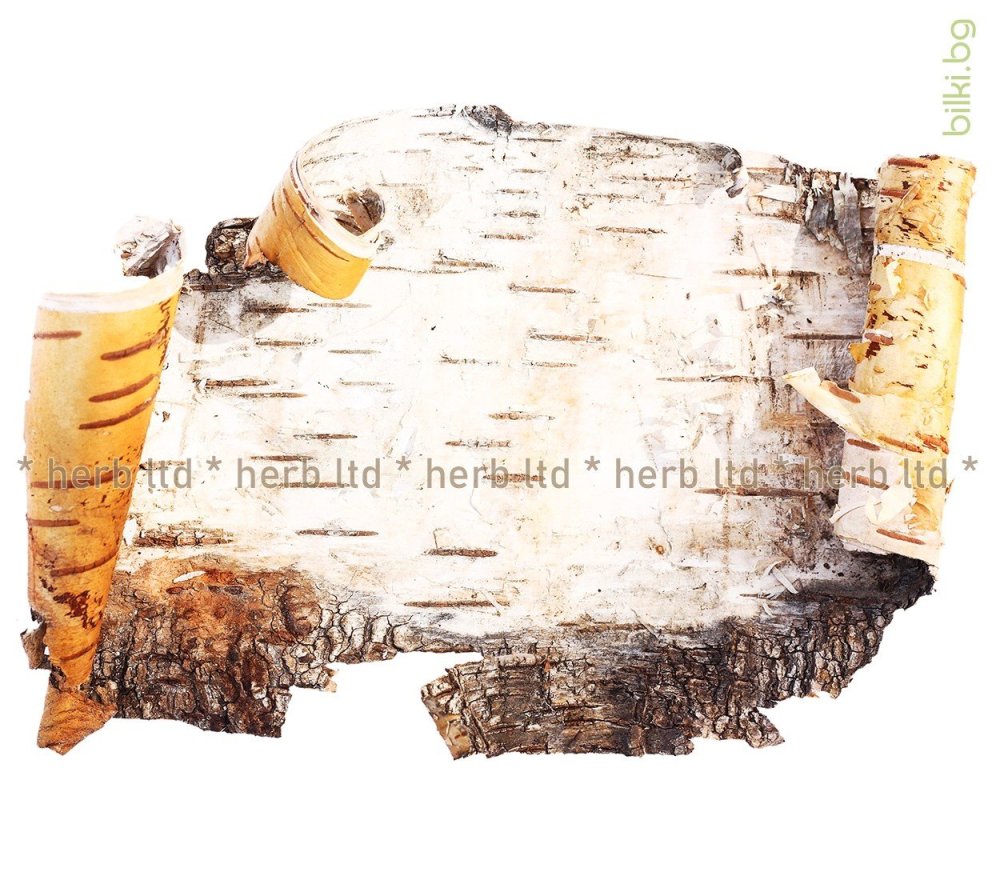 Берестяная кора