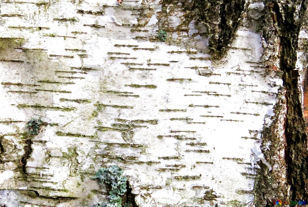 Берёза из сердечек картинки