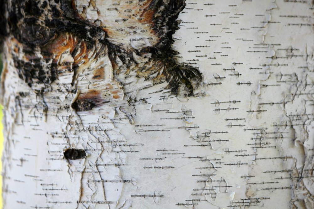 Свиток состаренный