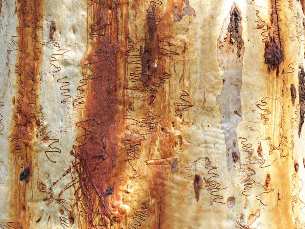 Фон плетение из бересты