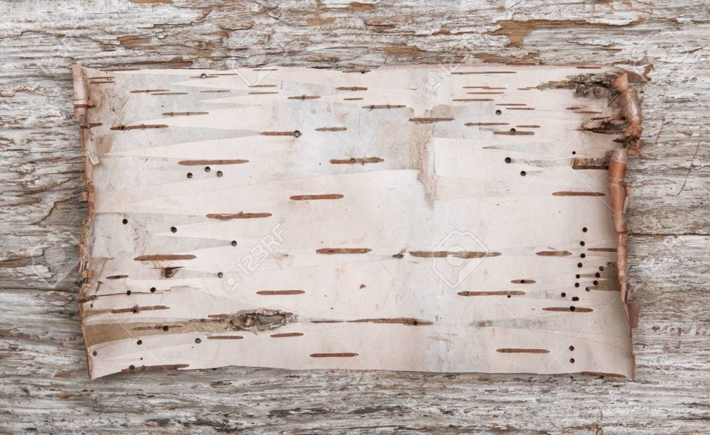 Береста березы фон