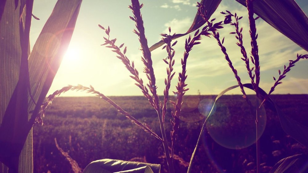 Лето Эстетика