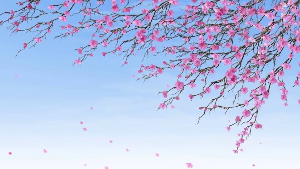 Фон для презентации Сакура