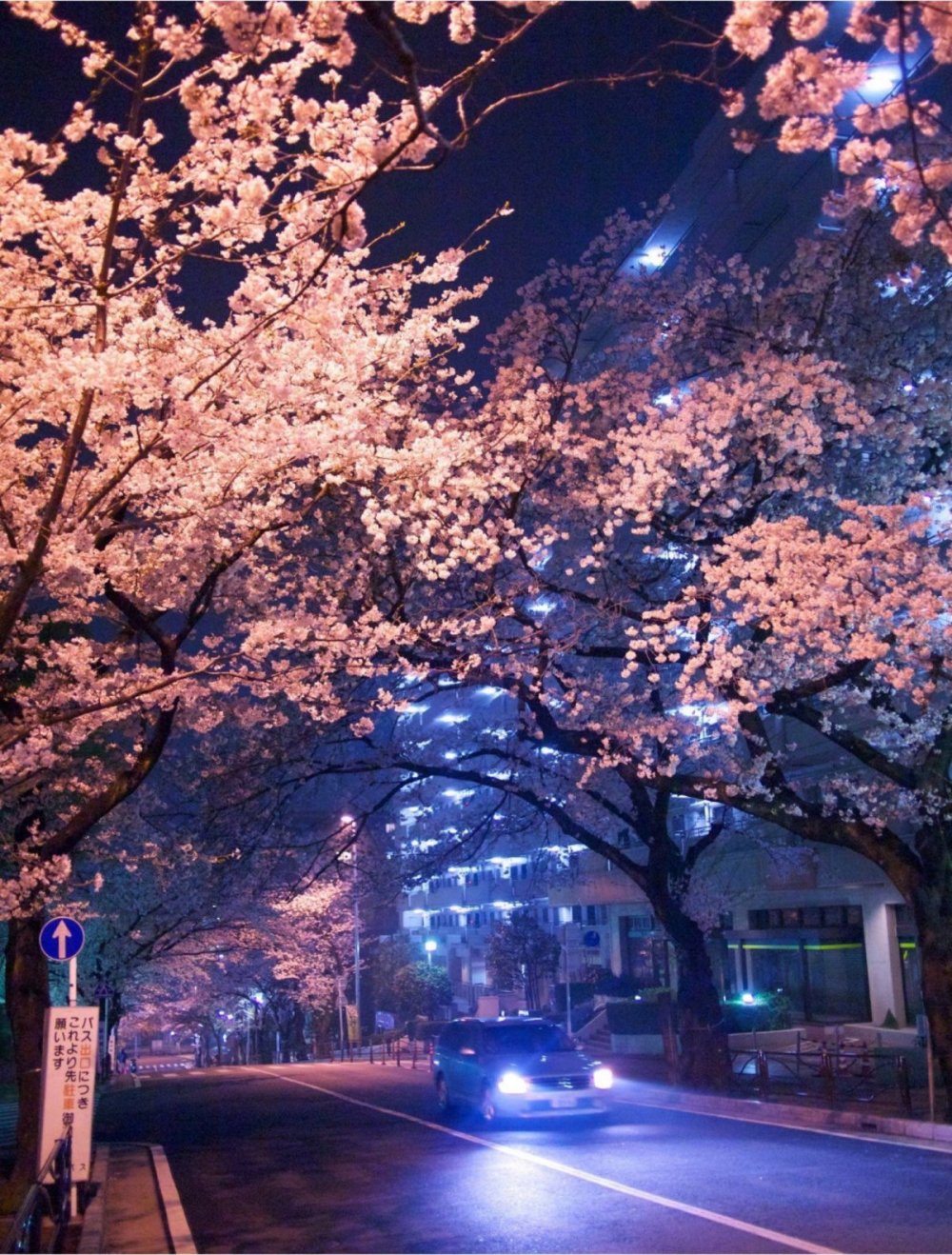 Южная Корея Сеул улицы Сакура