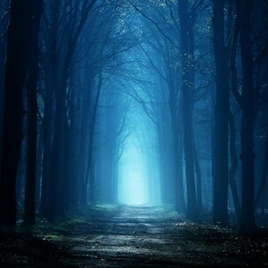 Синий лес в тумане