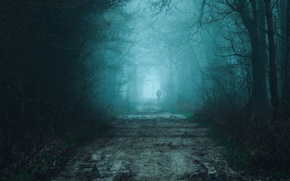 Лес в тумане