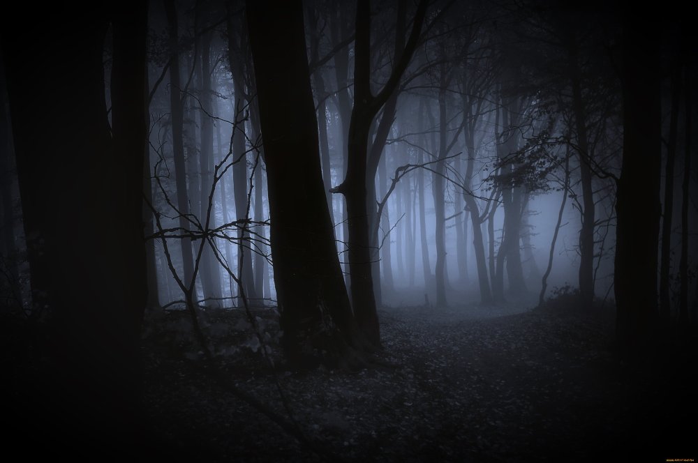 Темный лес Геншин