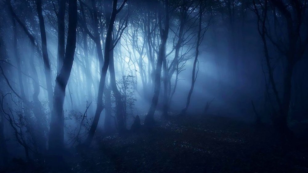 Мрачный ночной лес