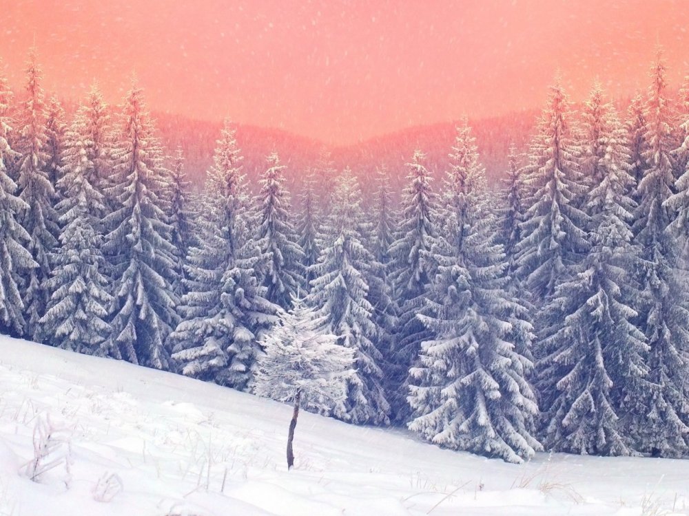 Рисуем зимний лес