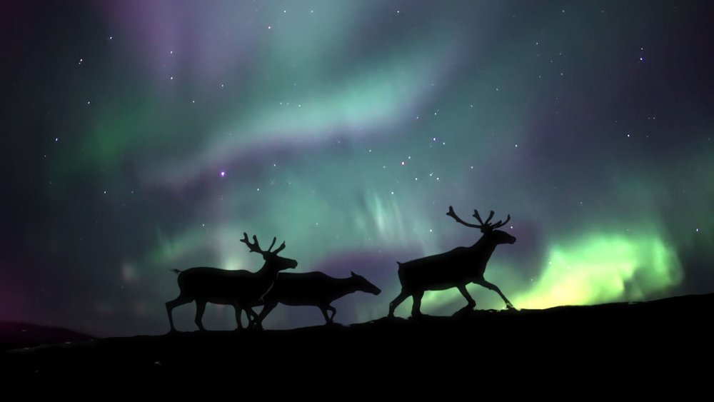 Северное сияние Якутия олени
