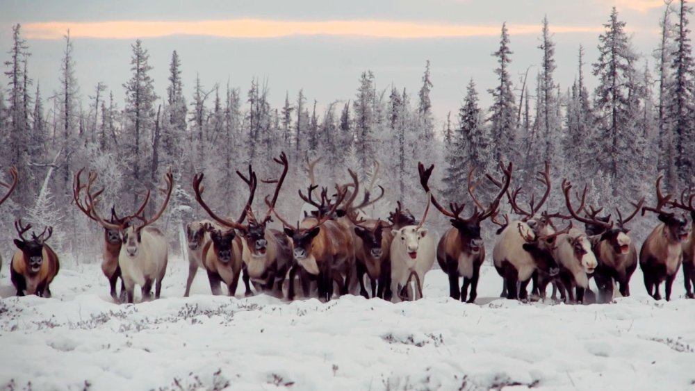 Олени с оленеводами в тундре