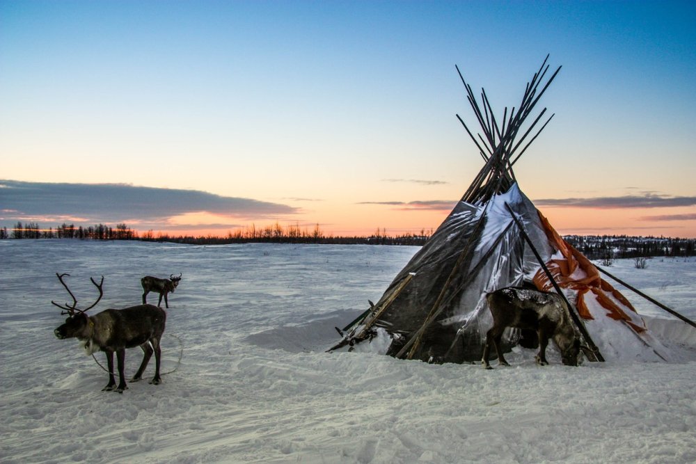 Чум олени ненцы Ямал