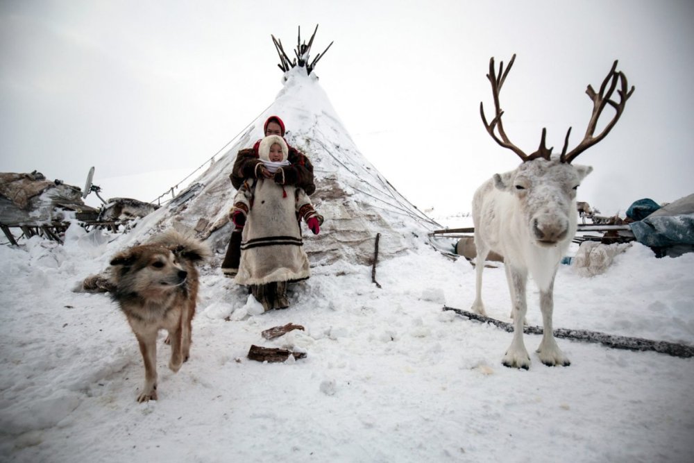 Ямал тундра ненцы