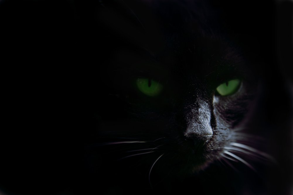 Глаза кошки на прозрачном фоне