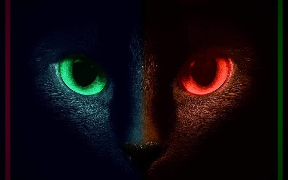 Черный кот с желтыми глазами