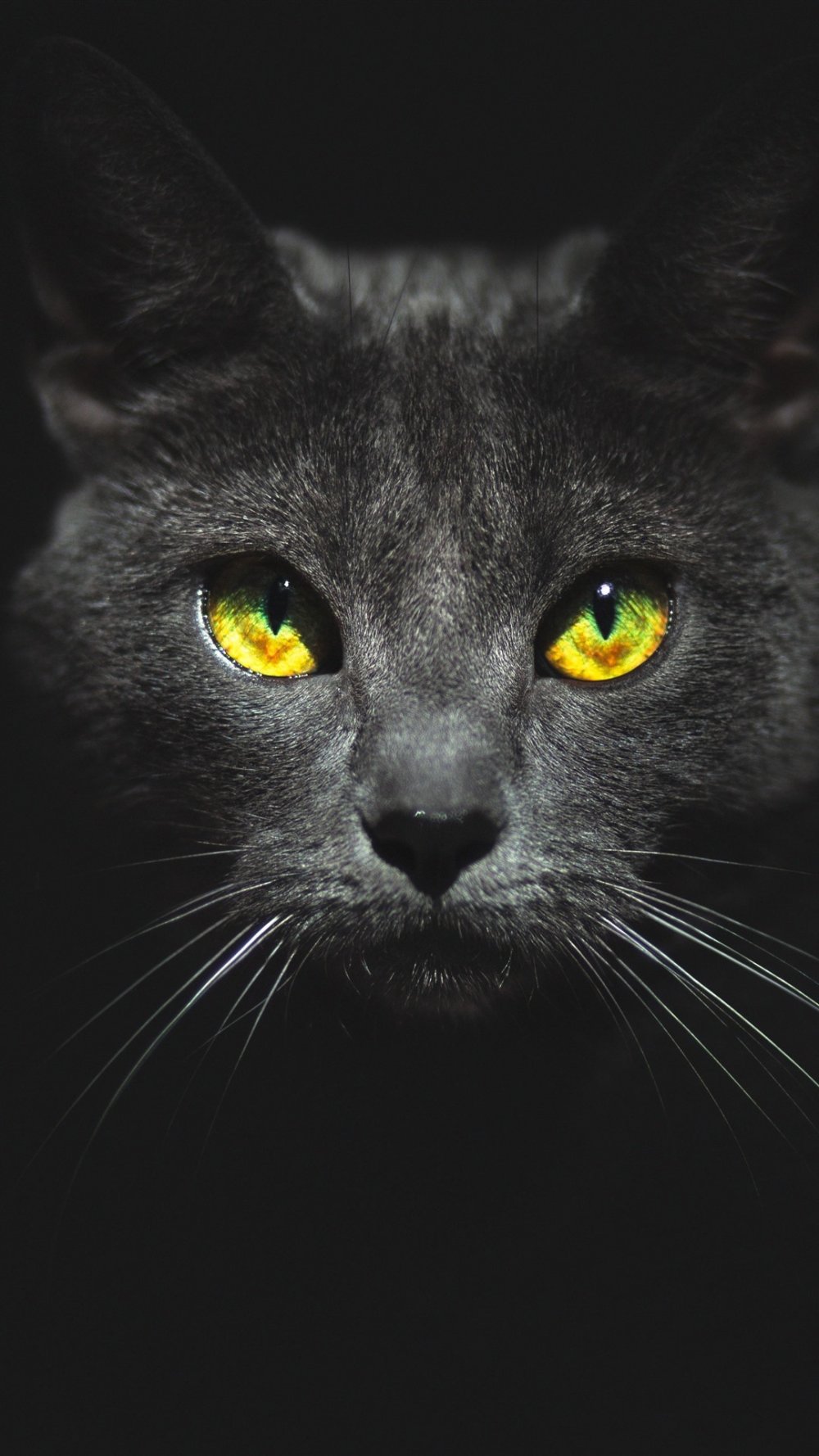 Глаза пантеры в темноте