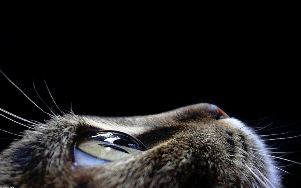 Синие глаза в темноте