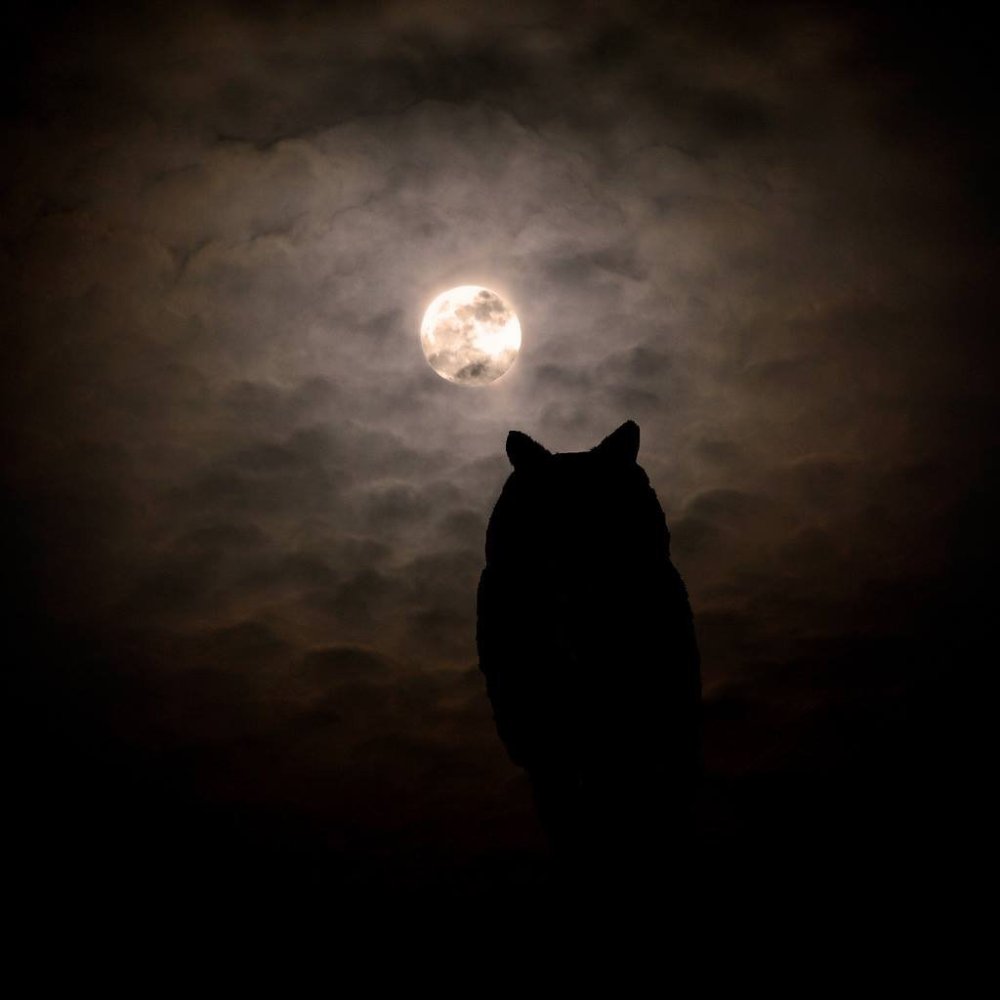 Кошачьи глаза на черном фоне