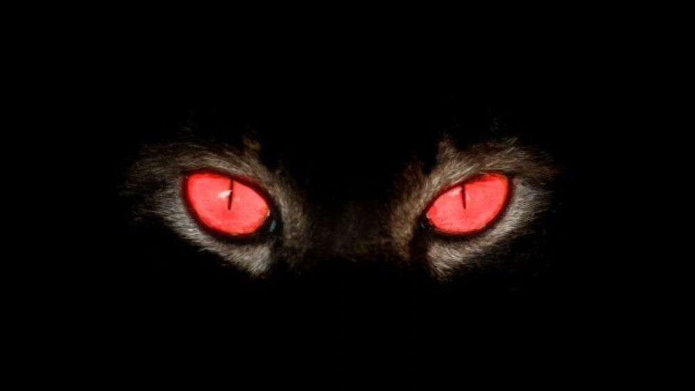 Кошка в темноте