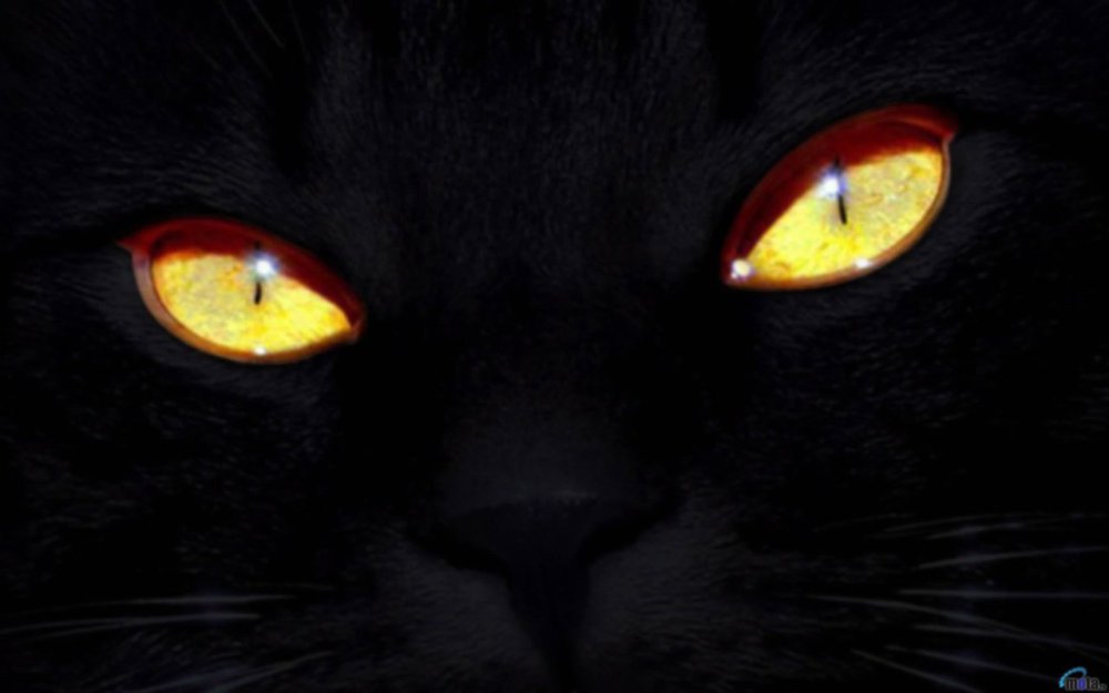Чёрный кот