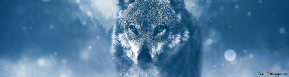 Зимний волк