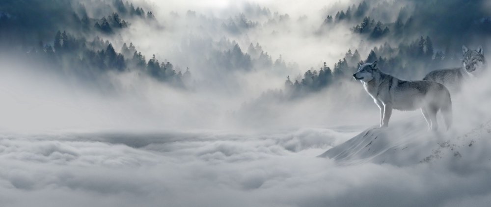 Волки в горах