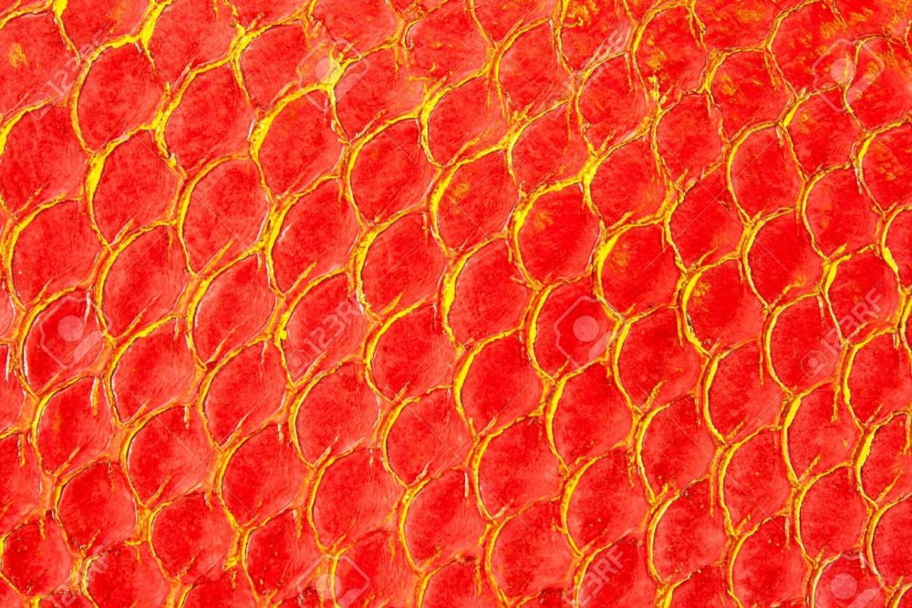 Золотая чешуя дракона