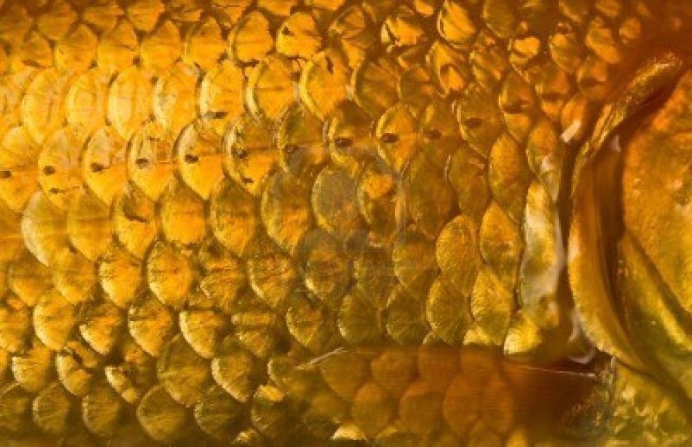 Чешуя карпа