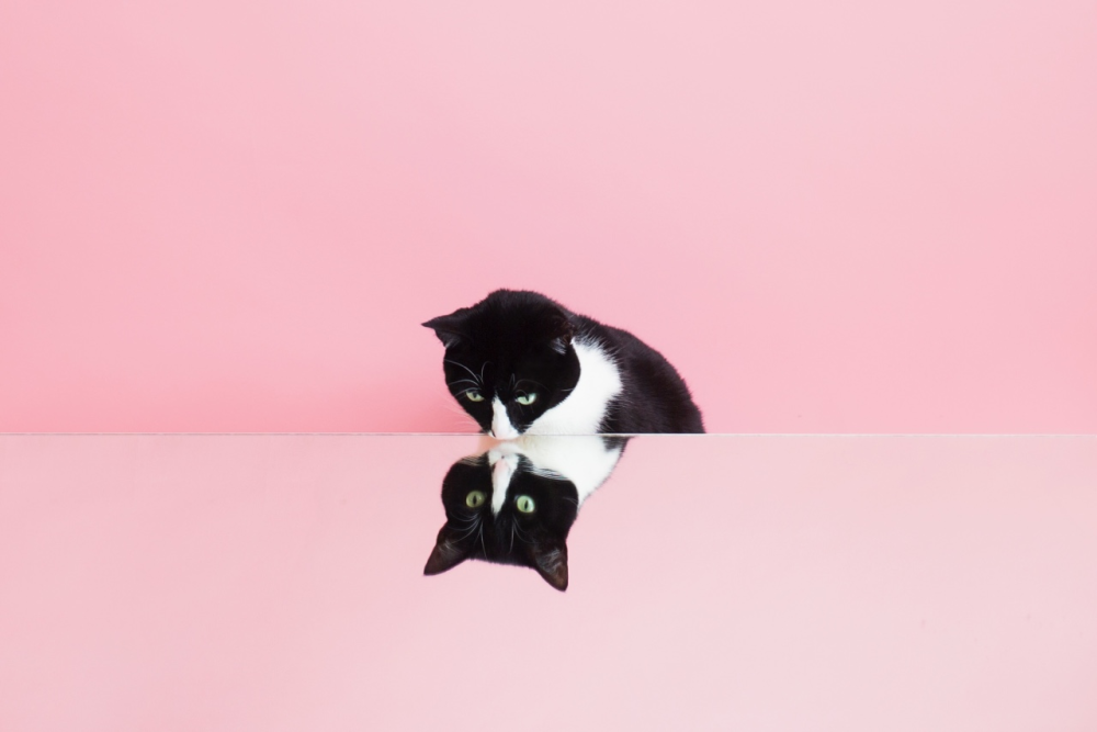 Красивая черная кошка