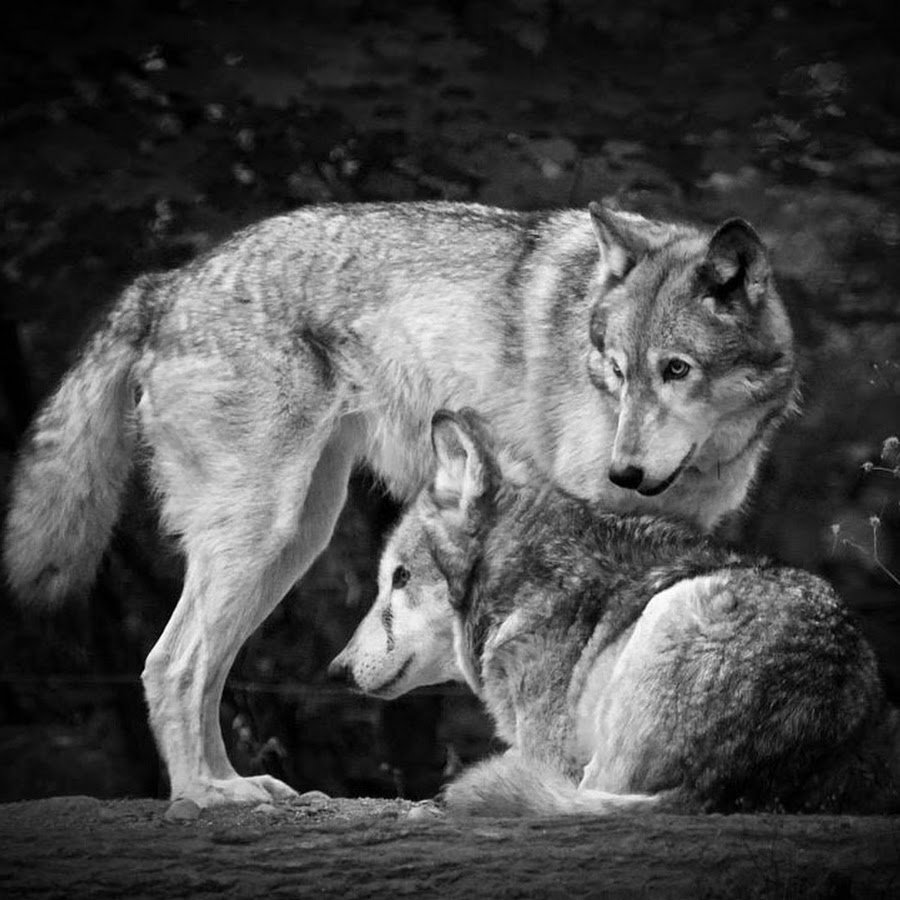 Волк и волчица любовь