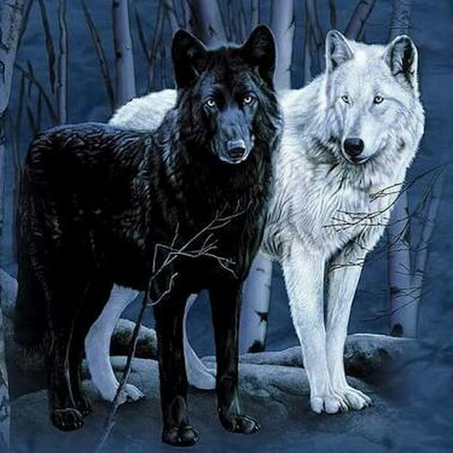 Два волка черный и белый