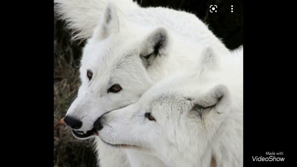 Белые волки пара