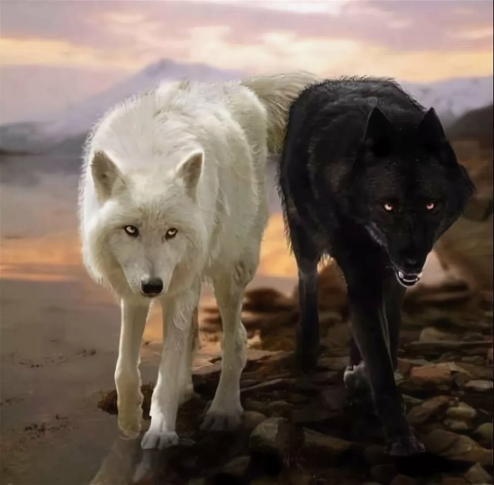 Белая волчица и черный волк