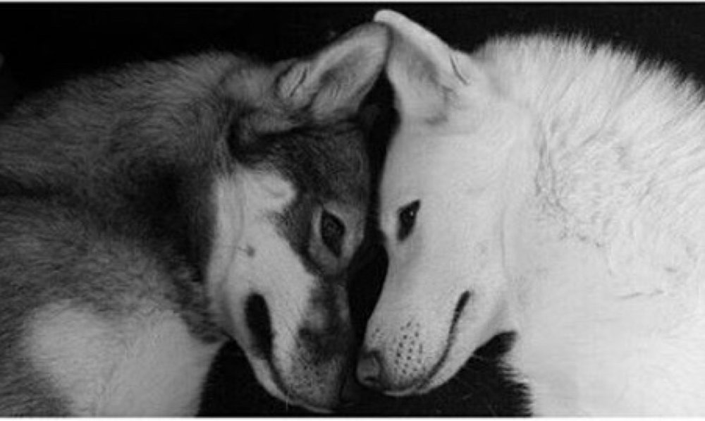 Черный волк и хаски