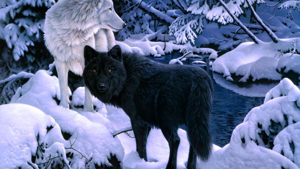 Морда волка черно белая