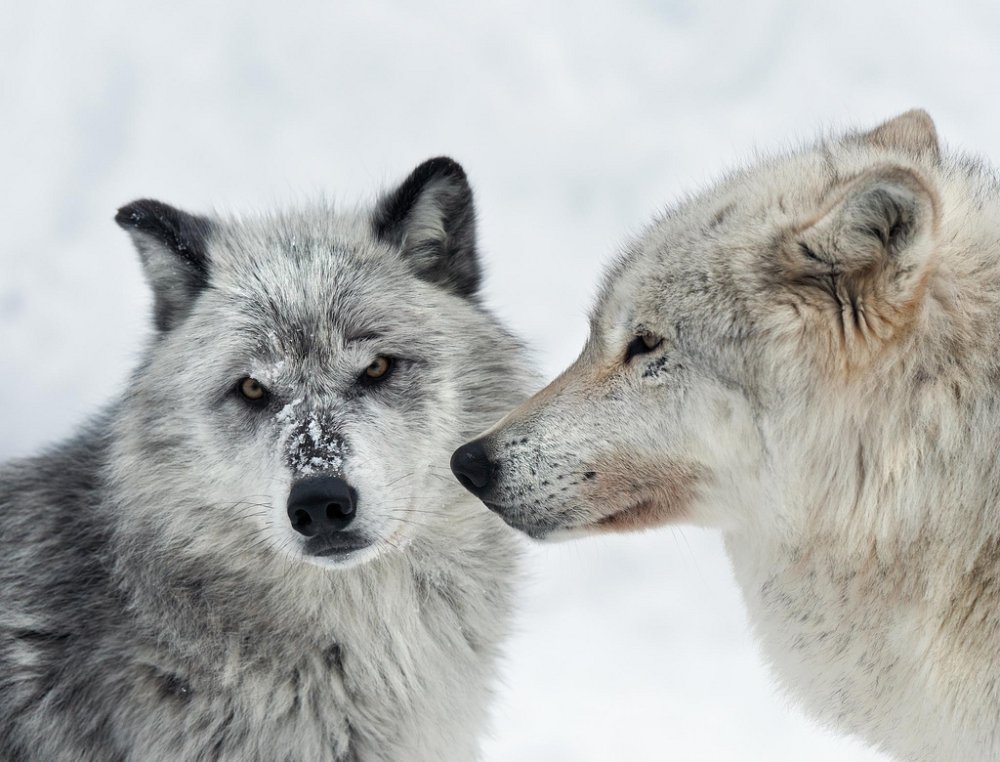 Белая волчица и черный волк