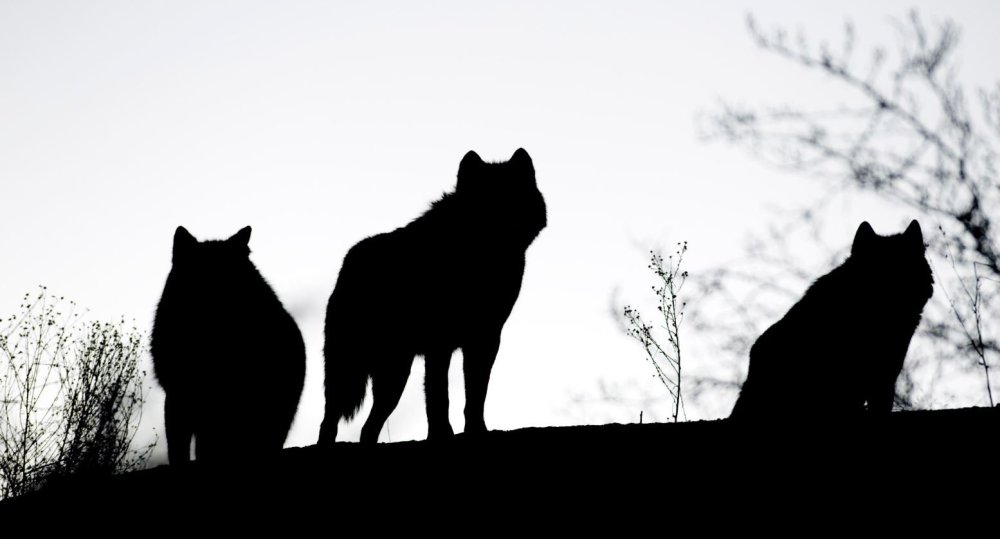 Стая Волков