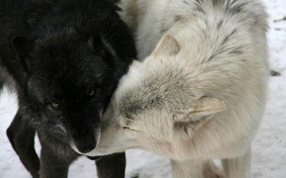 Черный волк