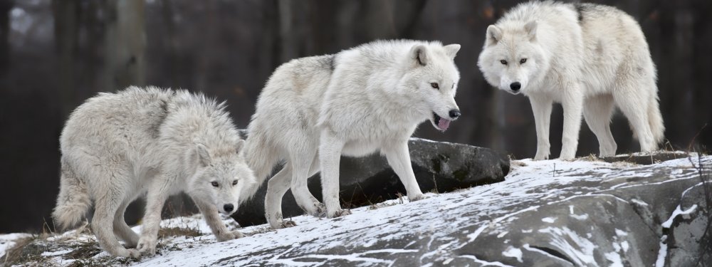 Полярный волк стая вожак