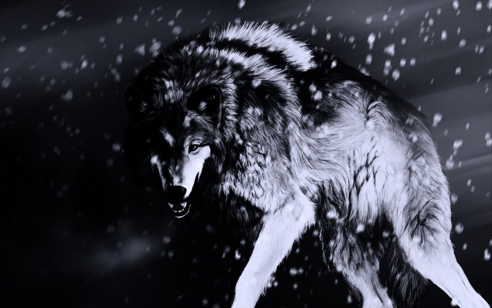 Волк на черном фоне