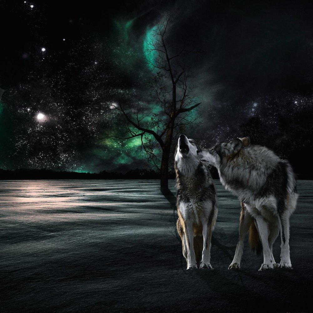 Волчица ночью