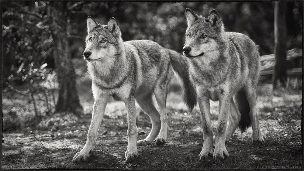 Пара Волков