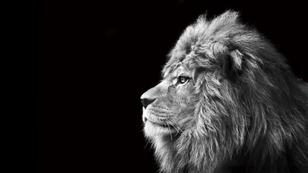 Лев на черном фоне